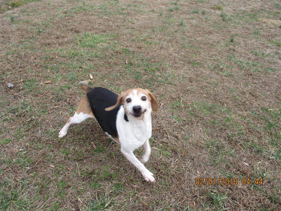 Dog Photo