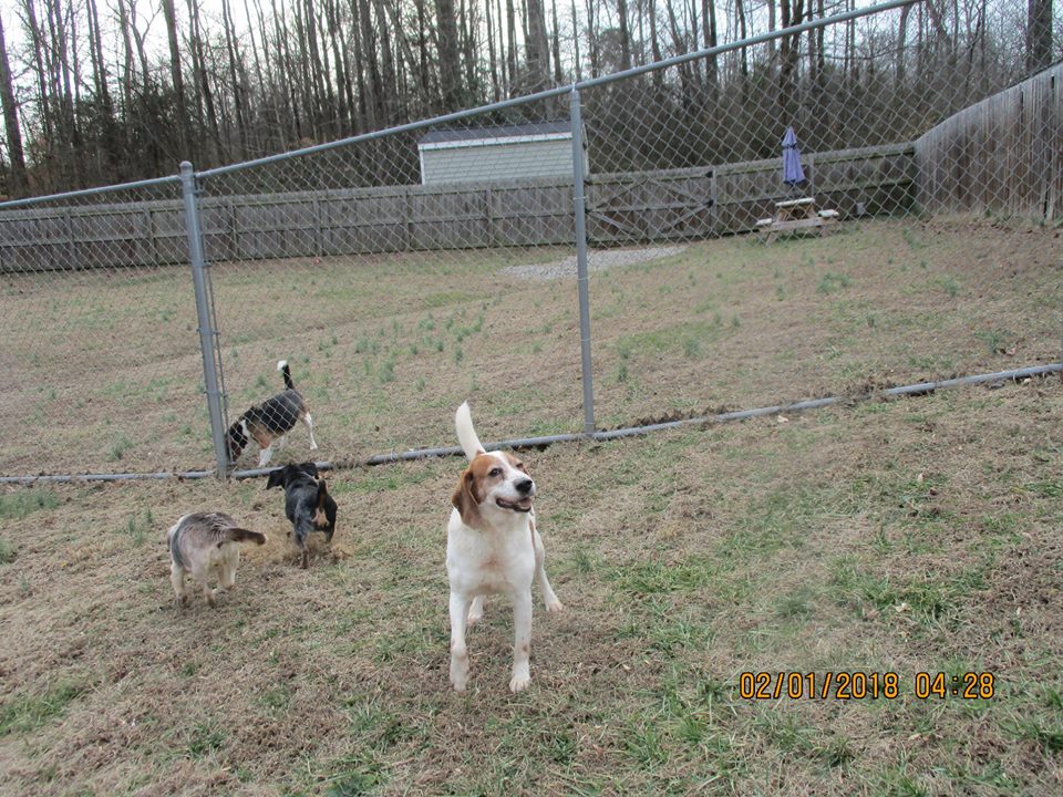 Dog Photo