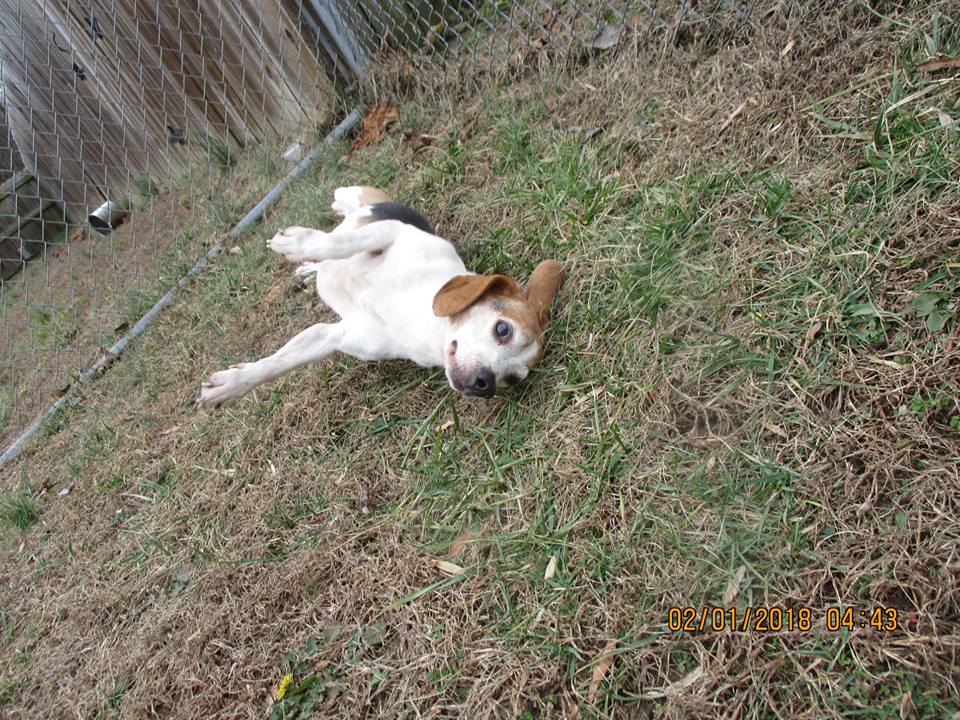 Dog Photo