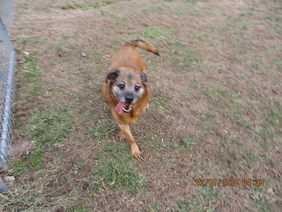 Dog Photo