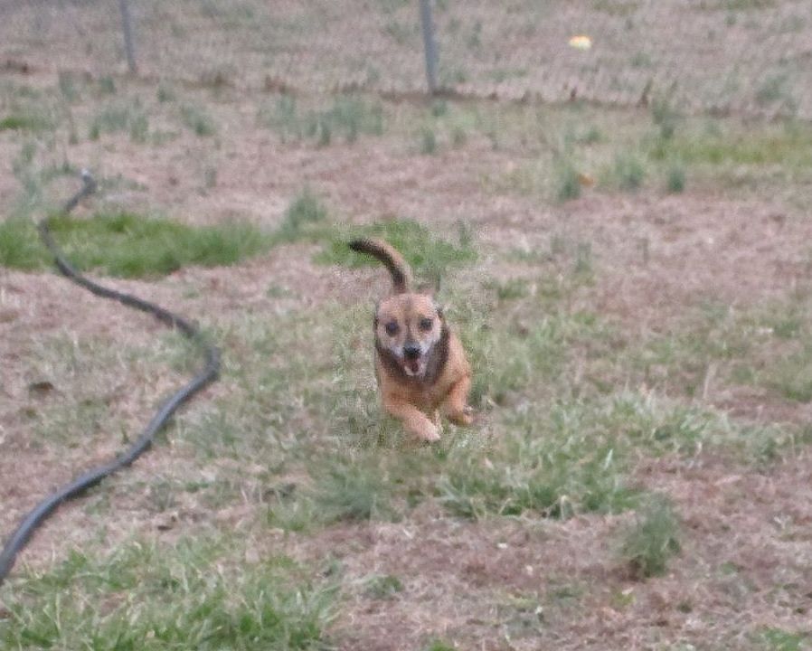 Dog Photo