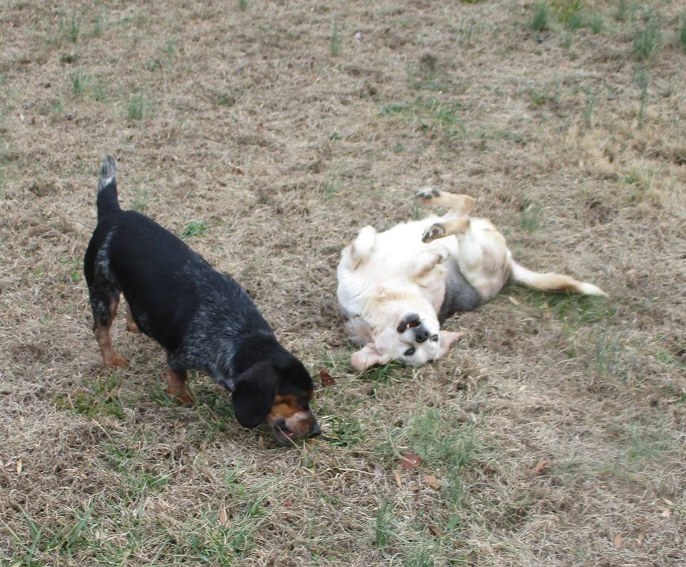 Dog Photo